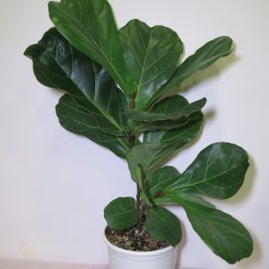 Figos Lyrata