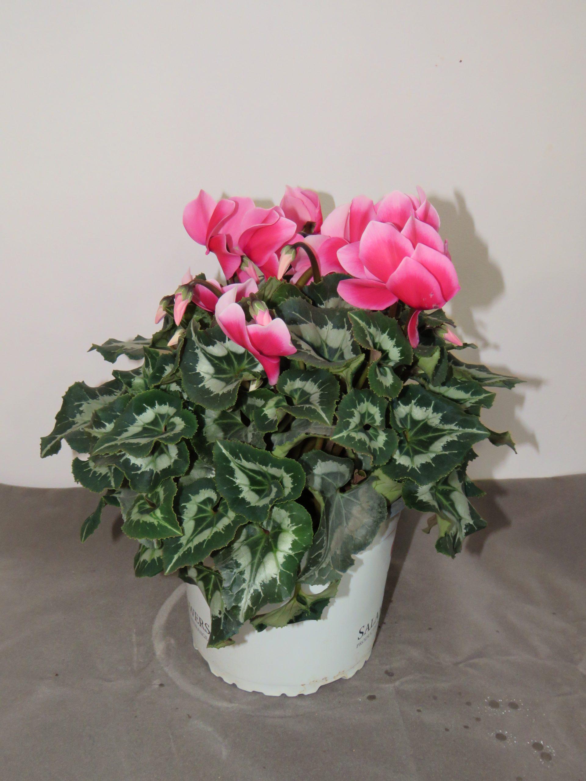 Cyclamen white pink