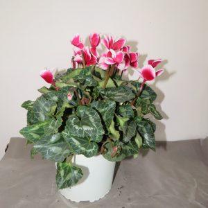 Cyclamen white fuchsia