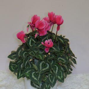 Cyclamen white purple
