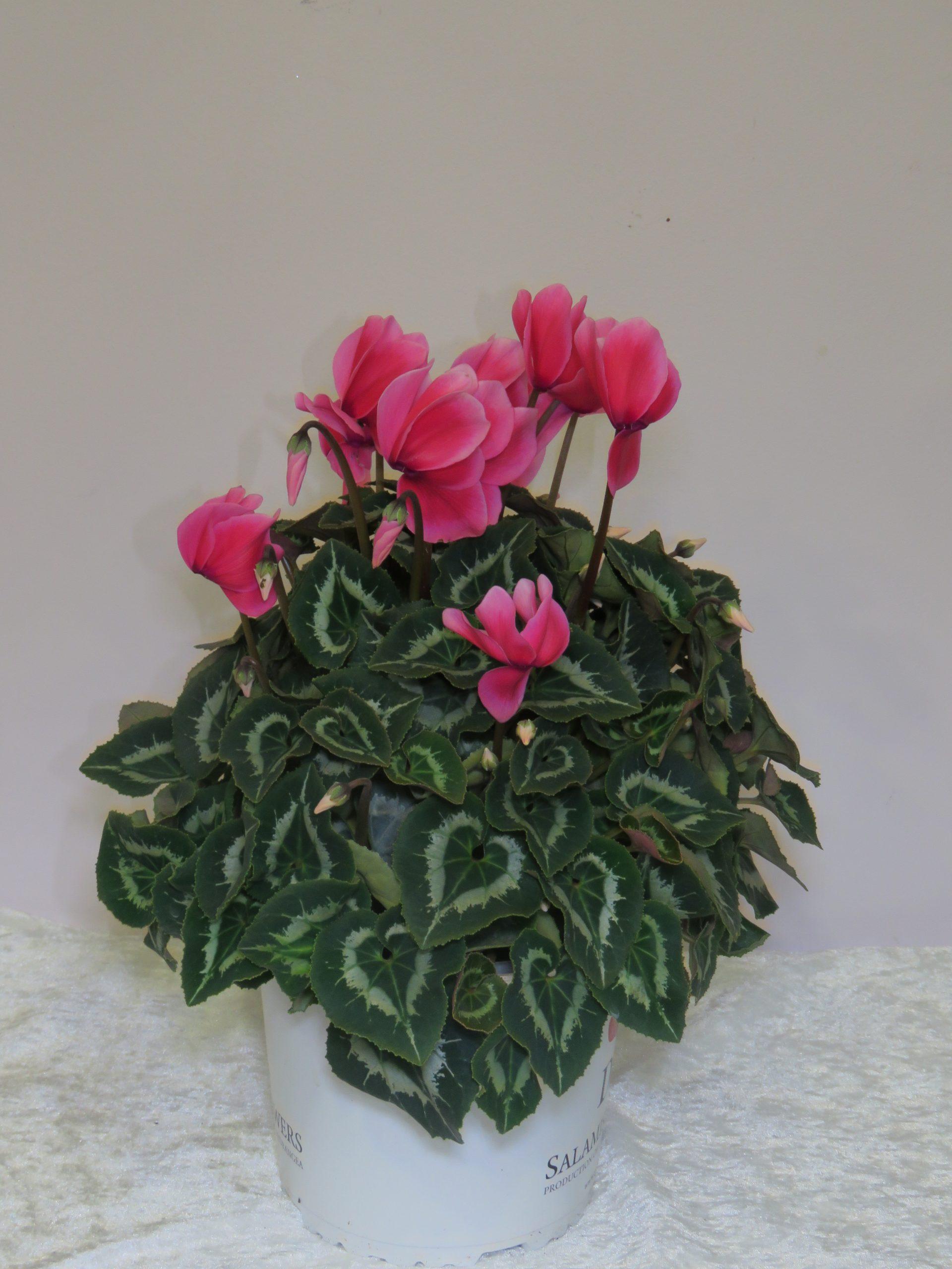 Cyclamen white purple