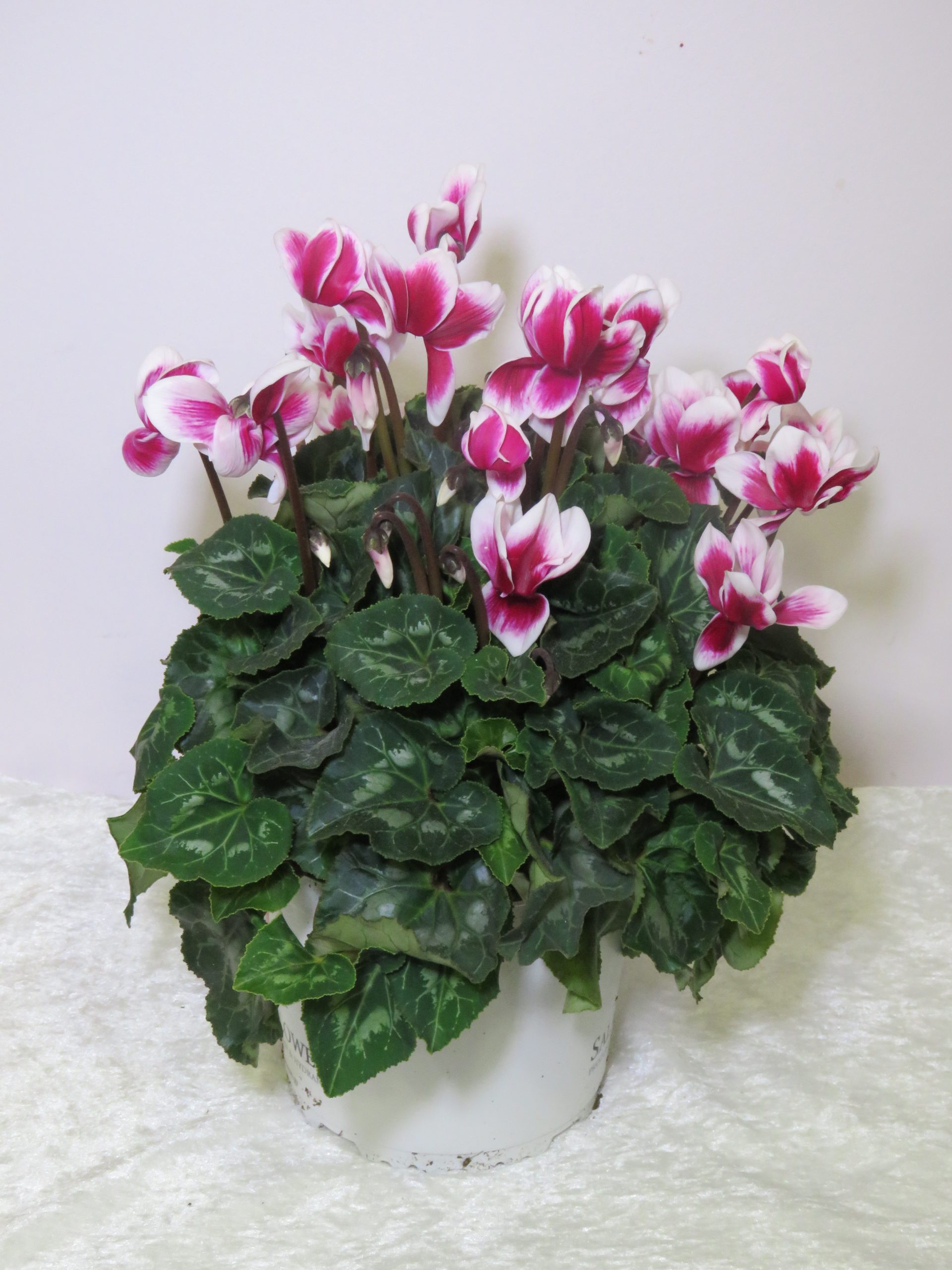 Cyclamen white-burgundy