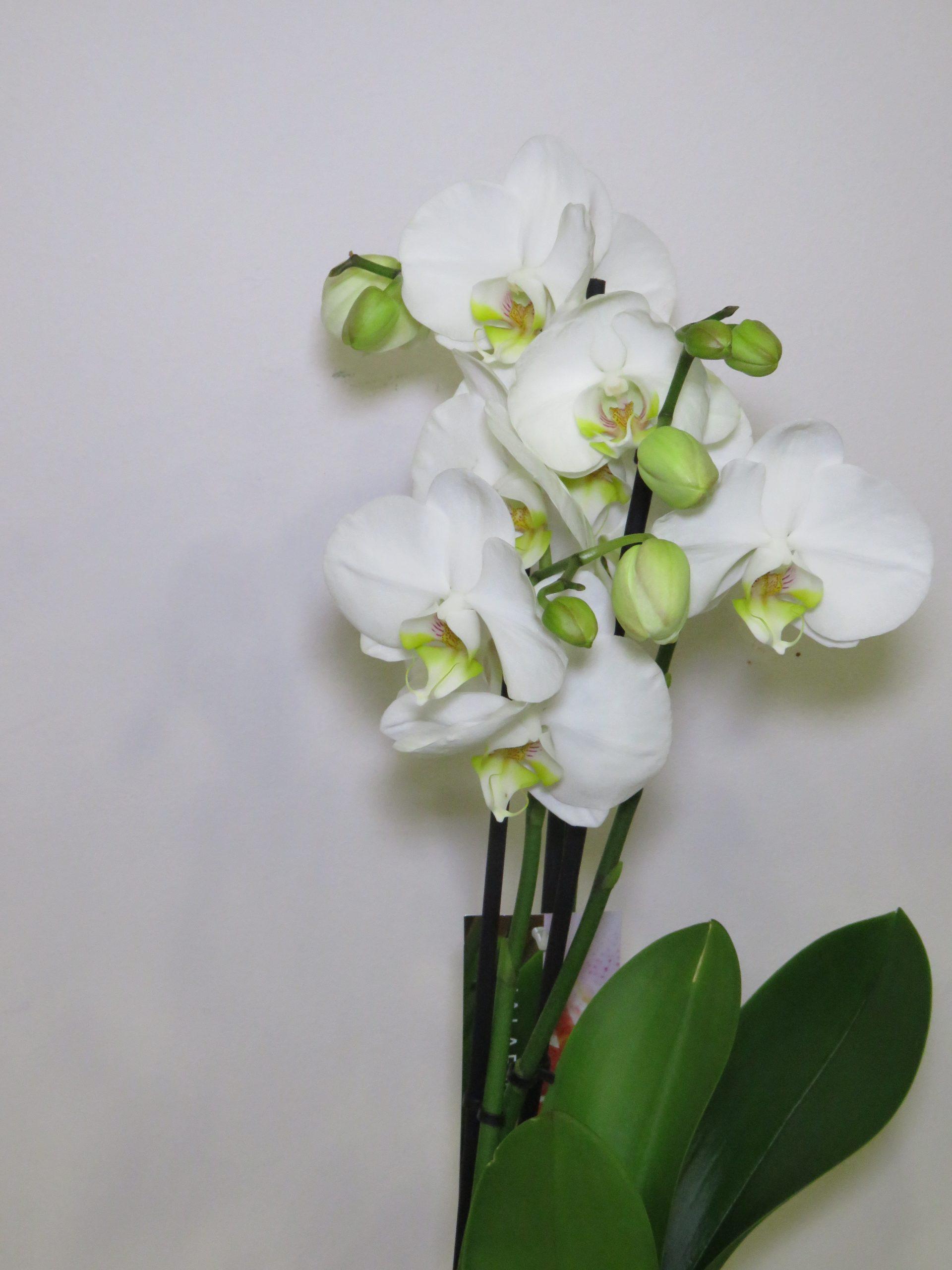 Ορχιδέα Phalaenopsis λευκή