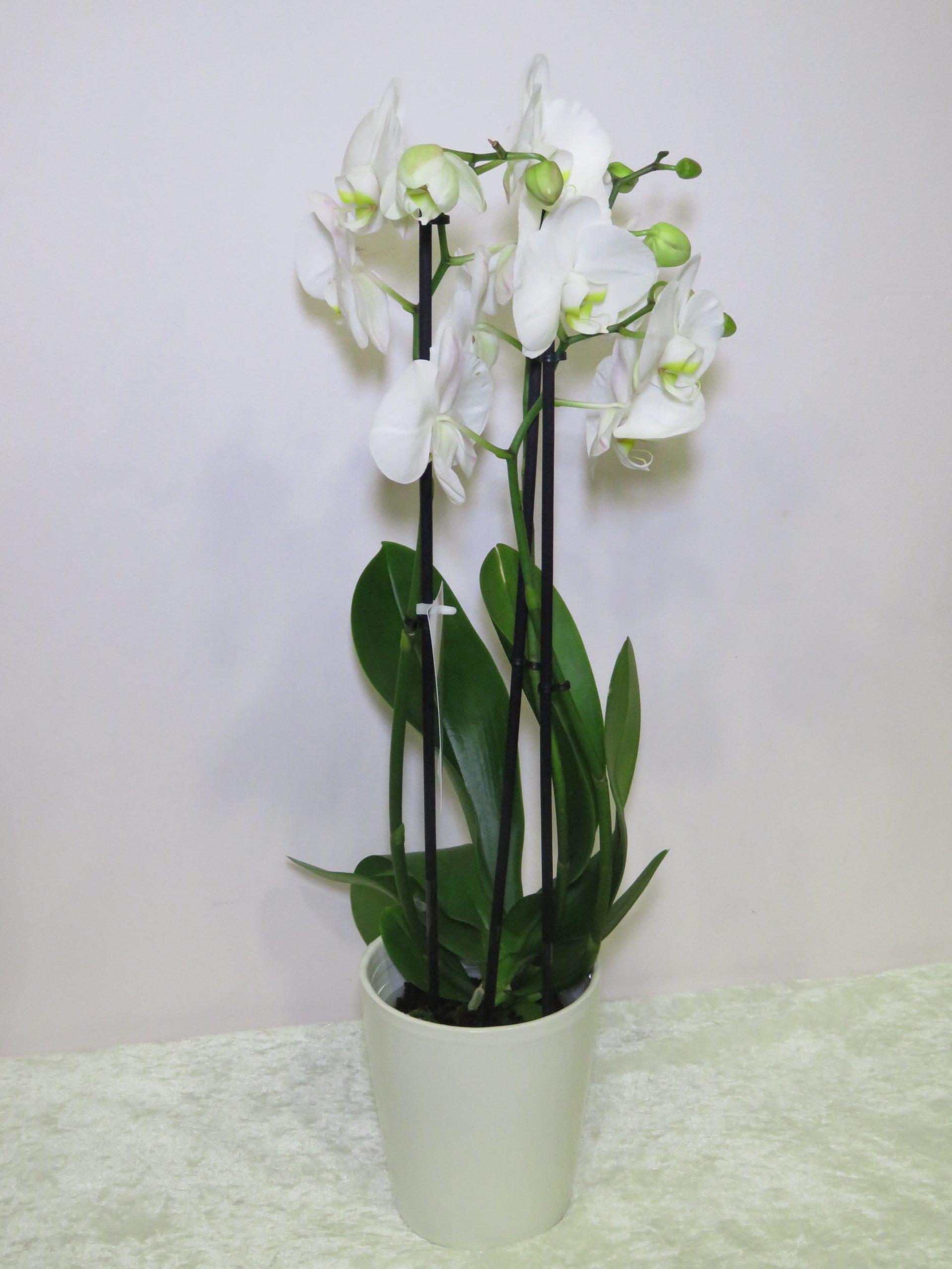 Ορχιδέα Phalaenopsis λευκή