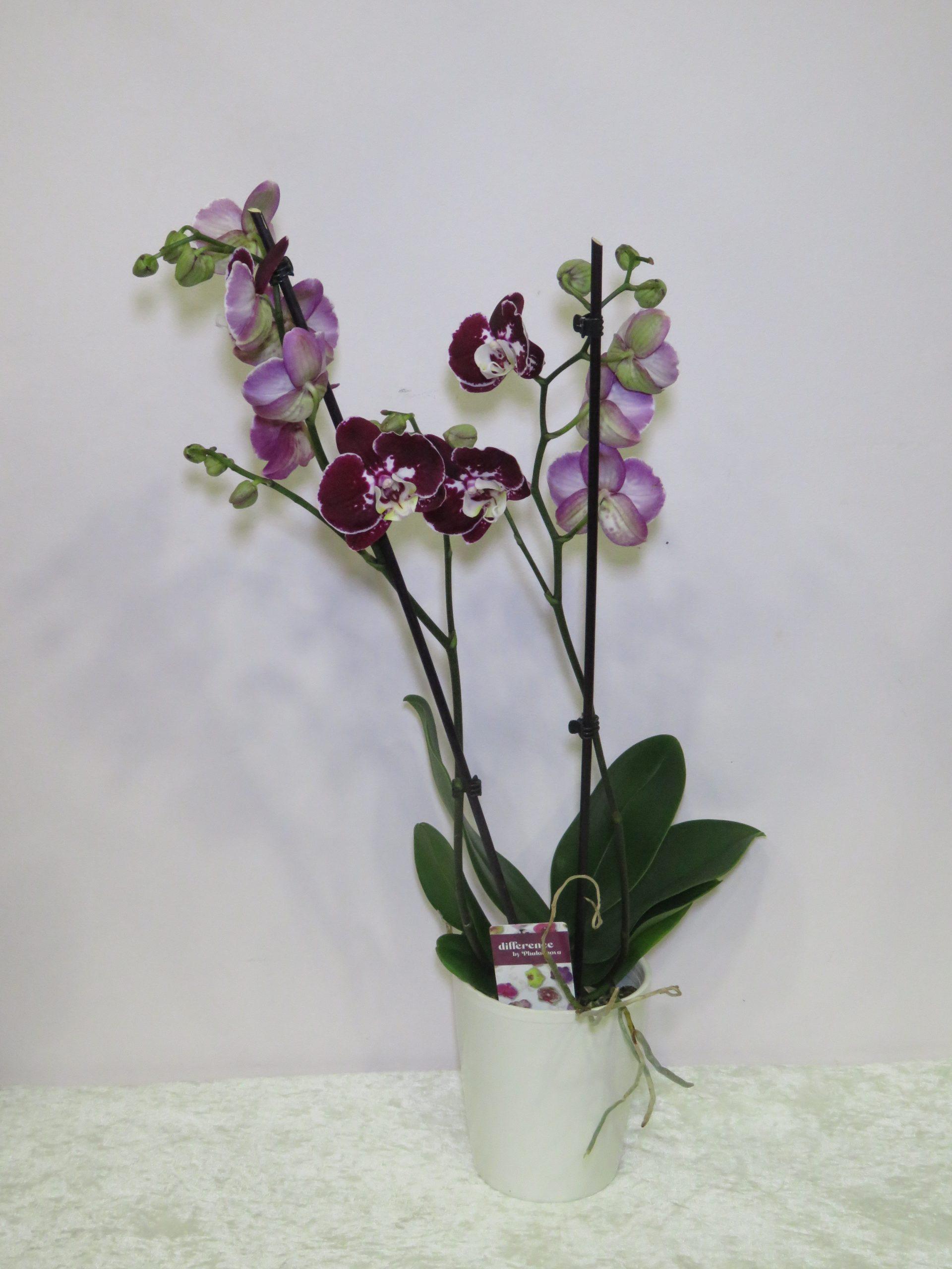Ορχιδέα Phalaenopsis φούξια-λευκό