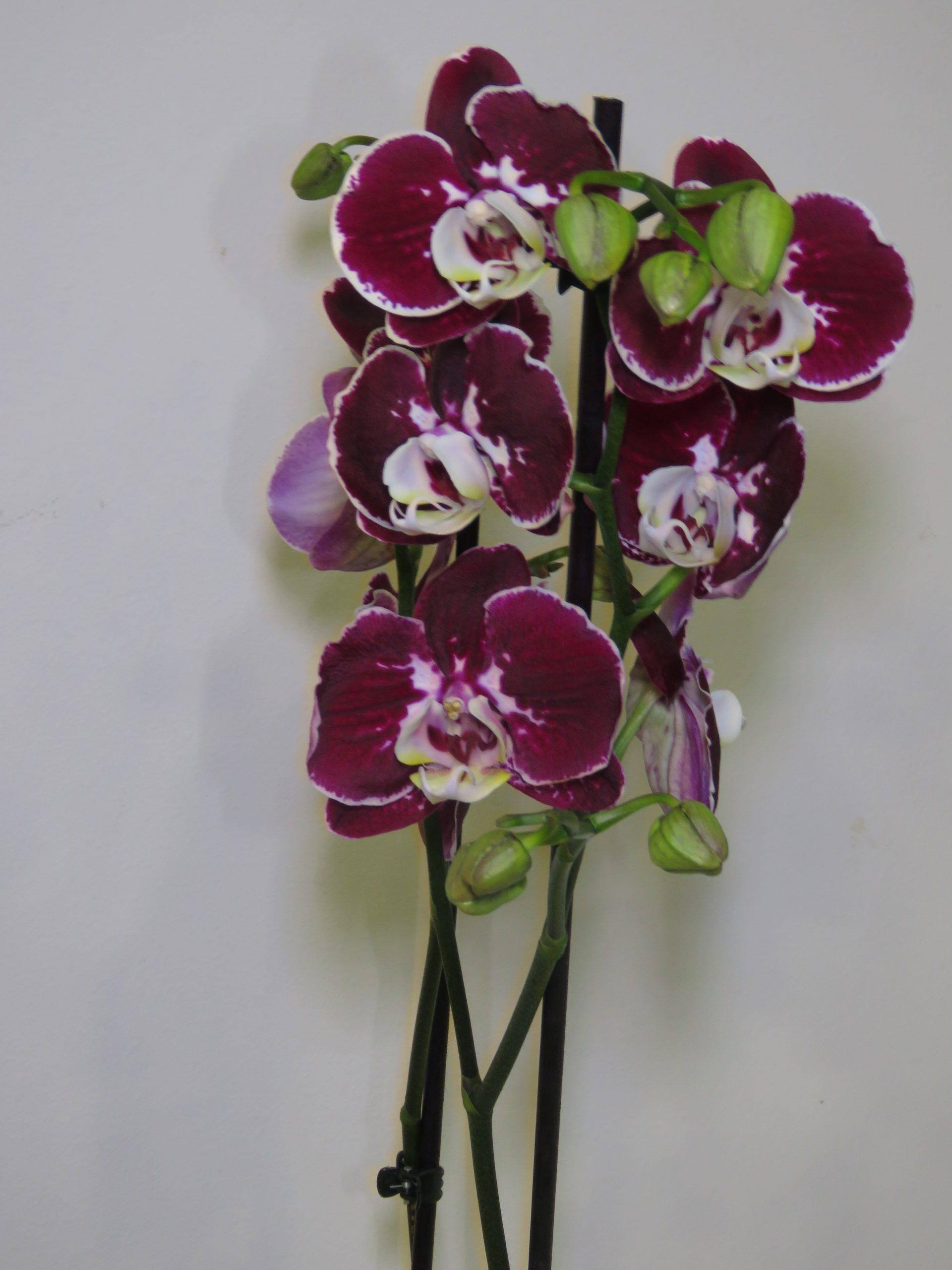 Ορχιδέα Phalaenopsis μωβ-λευκό