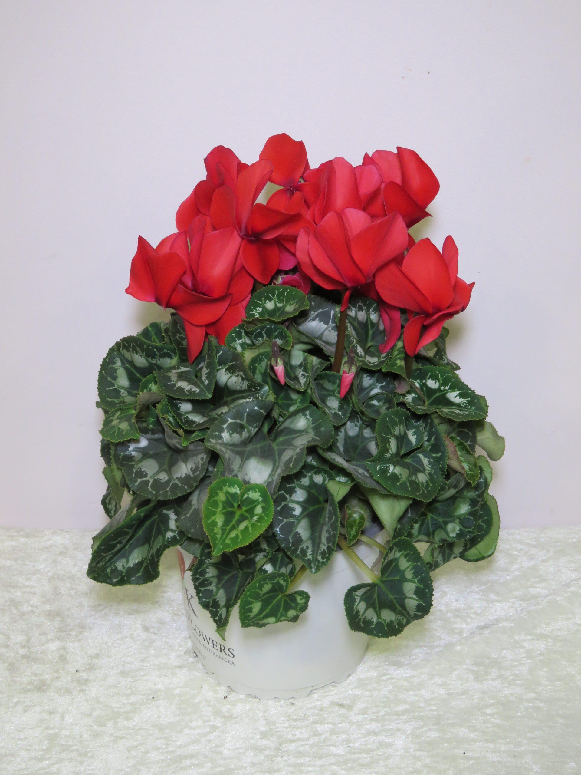 Cyclamen red