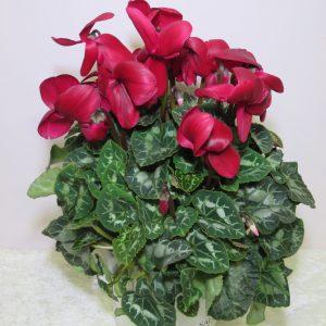 Cyclamen burgundy