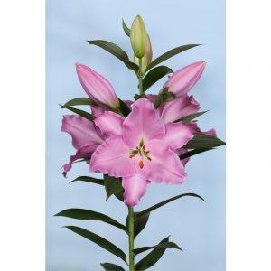 Λίλιουμ σε χρώμα Ροζ