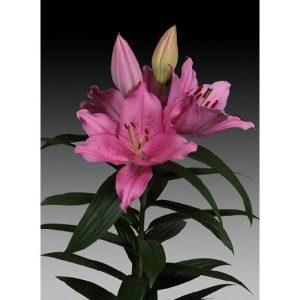 Οριεντάλ σε χρώμα ροζ