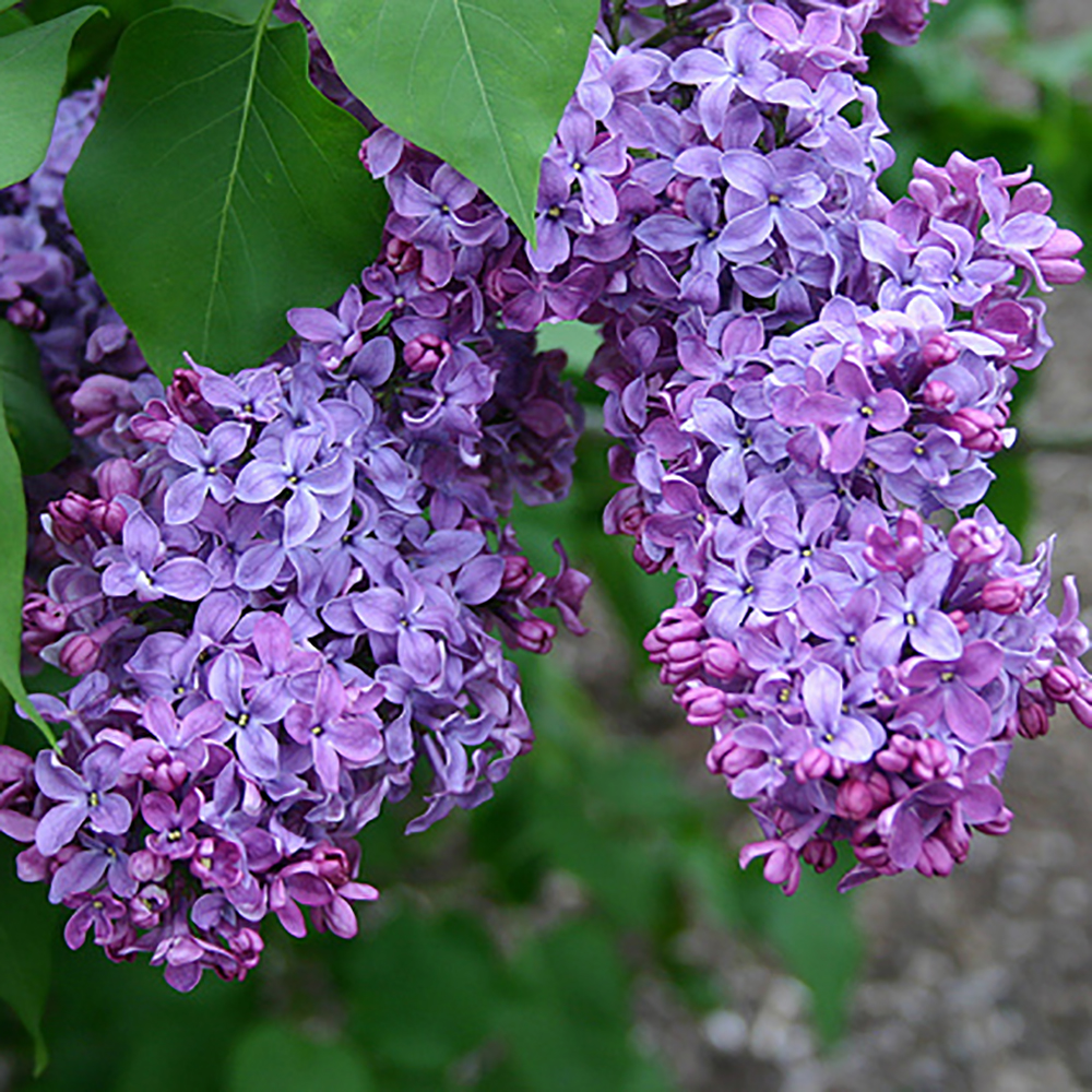 Lilacs